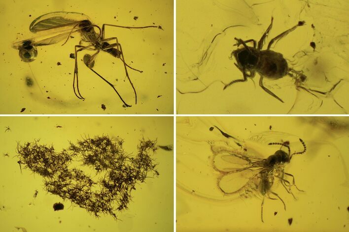 Fossil Wasp, Fly, Mite and Oak Hair In Baltic Amber #84672